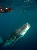 Djibouti - Whale Shark in Djibouti - 05